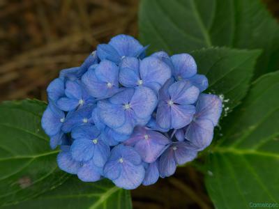 Hortensia-azul-nítida-Web.jpg