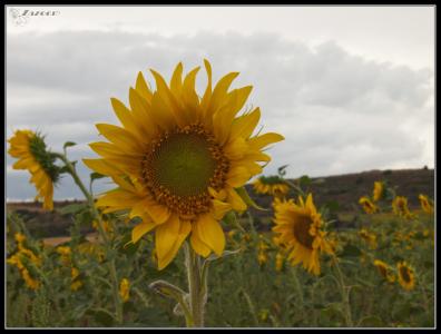 Girasol Peq679.jpg