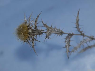 Cardo-sobre-nieve-Web.jpg