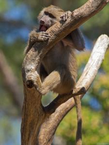 Papión-en-rama-Web.jpg