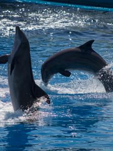 Danza-de-los-delfines-Web.jpg