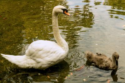 El patito feo y su mamá.jpg