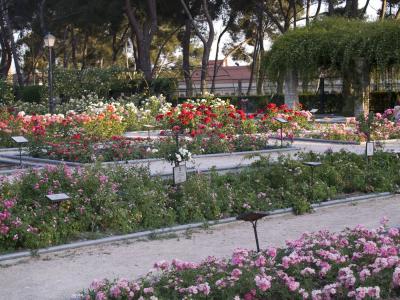 contarluz rosales.JPG