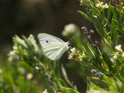 Mariposa-blanca-2-Web.jpg