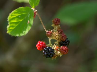 5-moras-Web.jpg