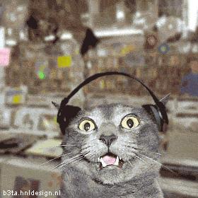 gato  escuchando Techno bajo los efectos del  Extasis.gif