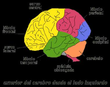 cerebro.gif
