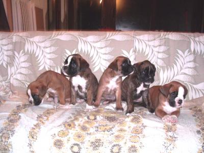 CACHORROS CUMBRE 039.jpg