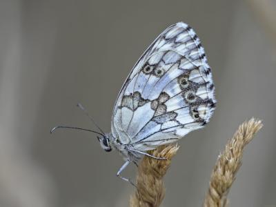 5-8-2016-La Jarosa Reeditada-Def dither.jpg