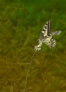 Macaón-Grajera-2-Mejor Web.jpg