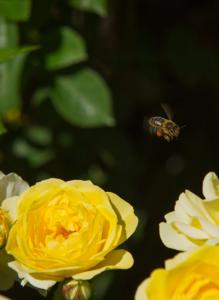 Abeja-que-mira-con-polen-Web.jpg
