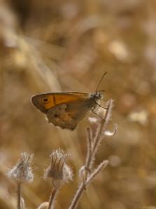 Mariposa-naranja-Web.jpg