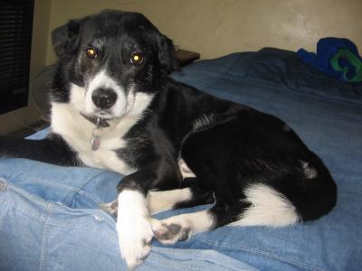 amadeo y mascotas 078.jpg