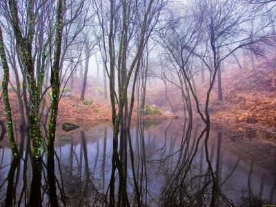 Charca-con-niebla-WebAmador-Ruiz.jpg