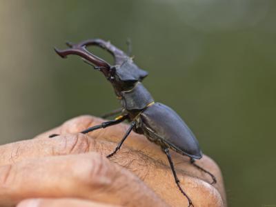 Lucanus-cervus-altivo-2-Web.jpg