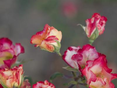 estampado de vestido.JPG