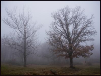 2-árboles-entre-niebla-Web.jpg