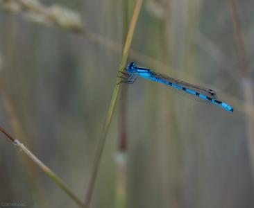 Caballito-azul-Web.jpg