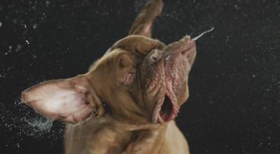 perro-sacudiendose-a-camara-lenta.jpg