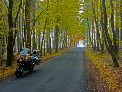 CZ - ATRAVESANDO EL BOSQUE 2.jpg