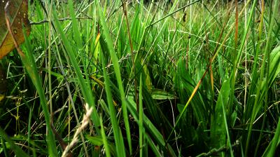 CESPED - GISELA HAUS - 09-07-2011.jpg