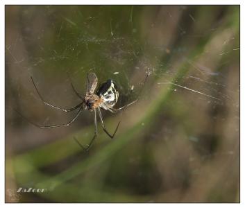 Araña042 pequeña.jpg