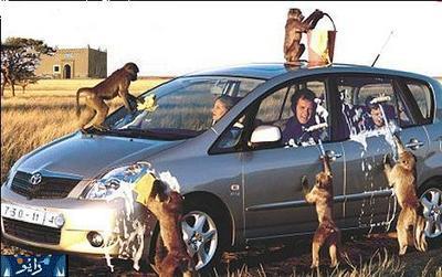 Monkey-car-wash_qZajO_r.jpg