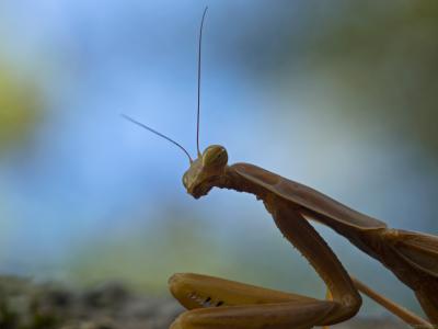 3-Mantis-3-Web.jpg