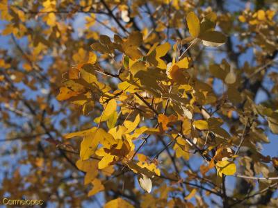 hojas amarillas peq.jpg