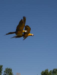 Guacamayos-volando-Web.jpg