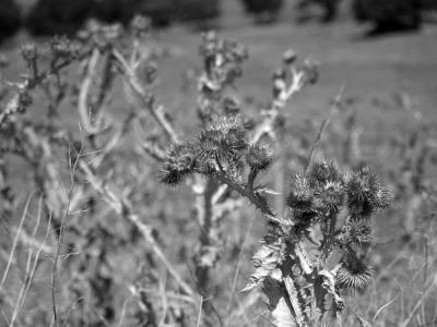 cardos 2 B &amp; W.jpg