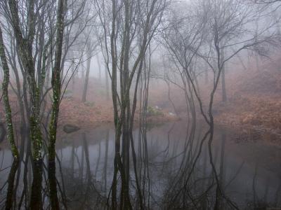 Charca-con-niebla-Web.jpg