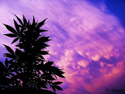 IMG_2192 - copia (2).JPG