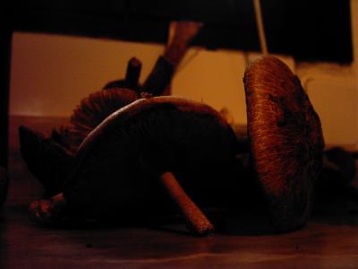 aracena-4-dic-05 007.jpg