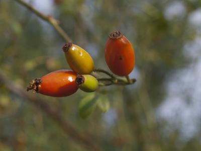 escaramujos-pera 3.jpg