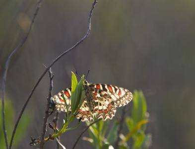 maripoosa contraluz.JPG