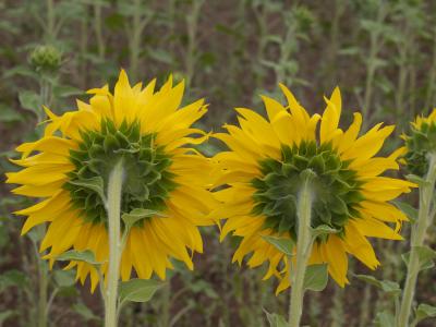 par de girasoles por detrás peq.jpg
