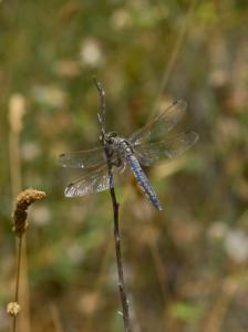 Dragonfly-Web.jpg