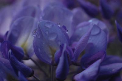 21-9-08 Glicina 138 (Large).jpg