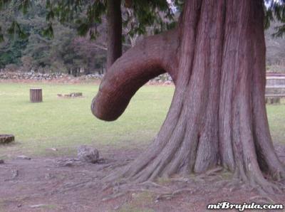 20081231215822-arbol-pene.jpg