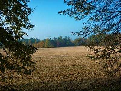 CZ - ENTRE RAMAS.jpg