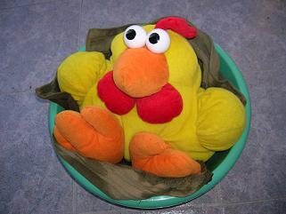 gallo secándose tras chapuzón.jpg