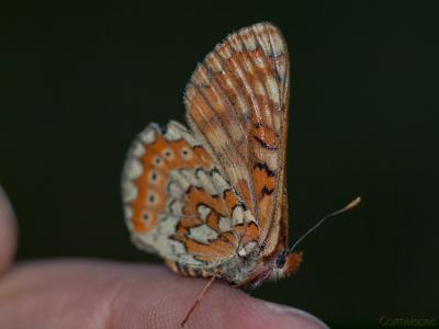 mariposa-sobre-dedo-Web.jpg