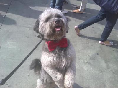 Bob con pajarita.jpg