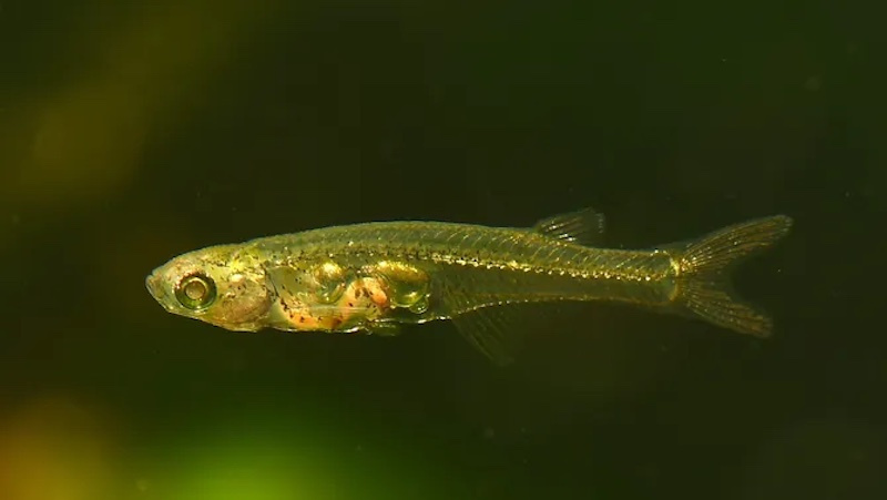 Danionella cerebrum 147 dB