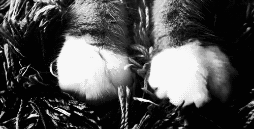8c7cba847fa5e21daacf1817782a9-3113763.gif