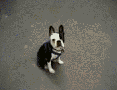 f3a08187fd9815312b34dcbe92686-3122270.gif