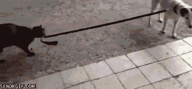 a37612cdd3b56703846a49a741753-3538927.gif