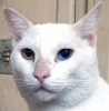 6413bb6a1b3129ebe905ebdb1d2a8-3089074.png