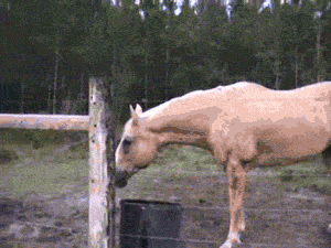 a47a53631f00bf3643805aee2ce8e-3161021.gif
